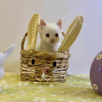 chaton Maine coon blue & blanc arlequin BOBA PANDA Chatterie des 7'N Rock