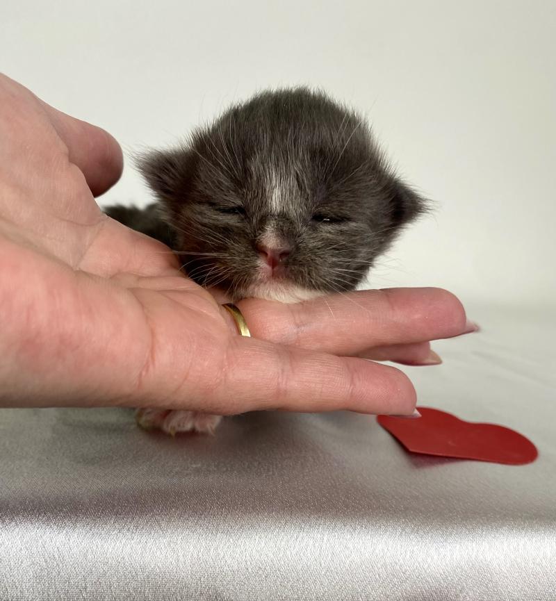 BOMBARDINO CROCODILO Mâle Maine coon