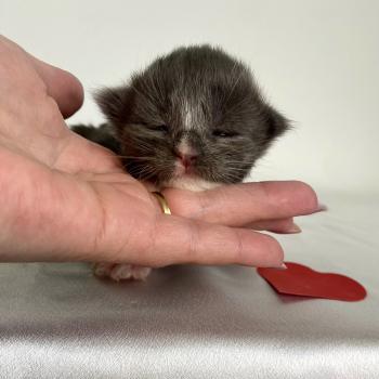 chaton Maine coon blue bicolor BOMBARDINO CROCODILO Chatterie des 7'N Rock