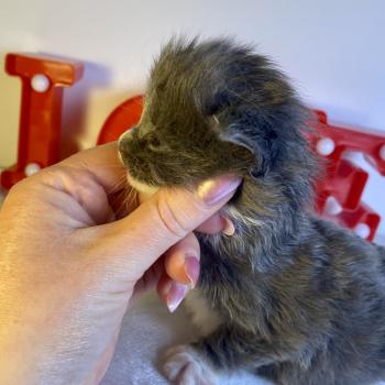 chaton Maine coon blue bicolor BOMBARDINO CROCODILO Chatterie des 7'N Rock