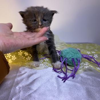 chaton Maine coon blue bicolor BOMBARDINO CROCODILO Chatterie des 7'N Rock