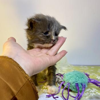 chaton Maine coon blue bicolor BOMBARDINO CROCODILO Chatterie des 7'N Rock