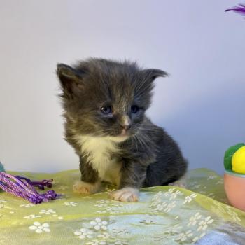 chaton Maine coon blue bicolor BOMBARDINO CROCODILO Chatterie des 7'N Rock