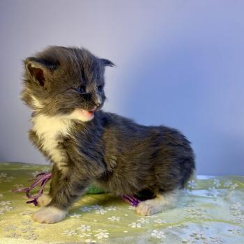 chaton Maine coon blue bicolor BOMBARDINO CROCODILO Chatterie des 7'N Rock