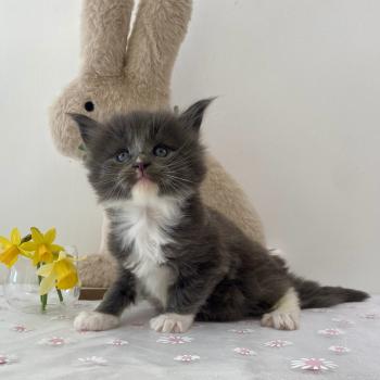 chaton Maine coon blue bicolor BOMBARDINO CROCODILO Chatterie des 7'N Rock