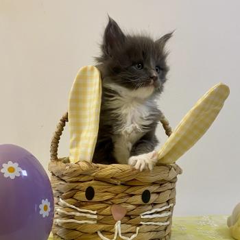 chaton Maine coon blue bicolor BOMBARDINO CROCODILO Chatterie des 7'N Rock