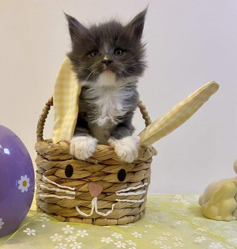 BOMBARDINO CROCODILO Mâle Maine coon