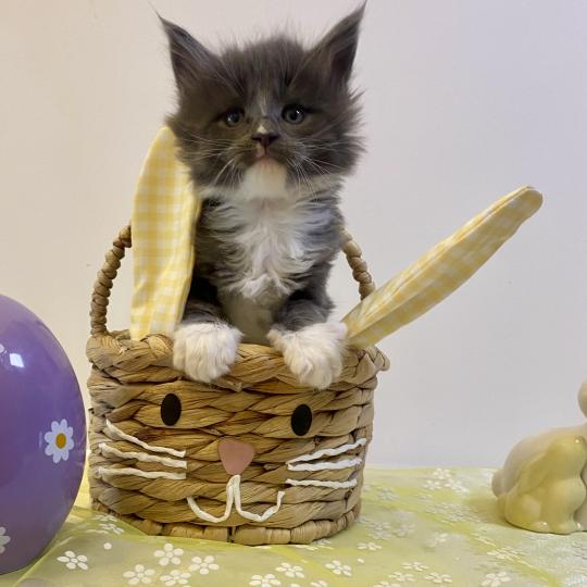 BOMBARDINO CROCODILO Mâle Maine coon