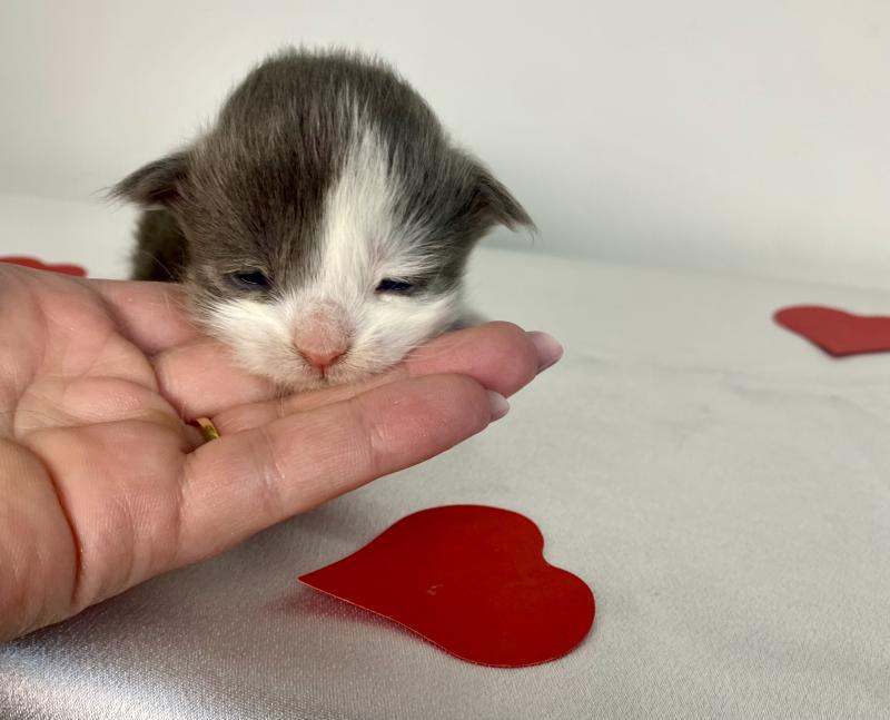 BRAINROT Femelle Maine coon