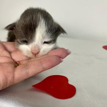 chaton Maine coon blue bicolor BRAINROT Chatterie des 7'N Rock