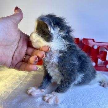 chaton Maine coon blue bicolor BRAINROT Chatterie des 7'N Rock