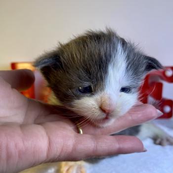 chaton Maine coon blue bicolor BRAINROT Chatterie des 7'N Rock