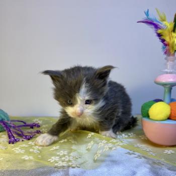 chaton Maine coon blue bicolor BRAINROT Chatterie des 7'N Rock