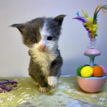 chaton Maine coon blue bicolor BRAINROT Chatterie des 7'N Rock