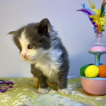 chaton Maine coon blue bicolor BRAINROT Chatterie des 7'N Rock