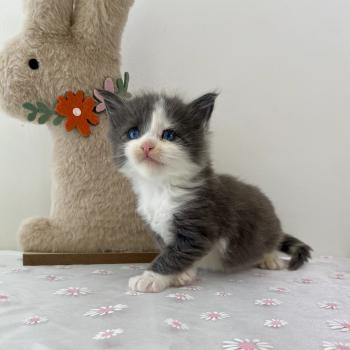 chaton Maine coon blue bicolor BRAINROT Chatterie des 7'N Rock