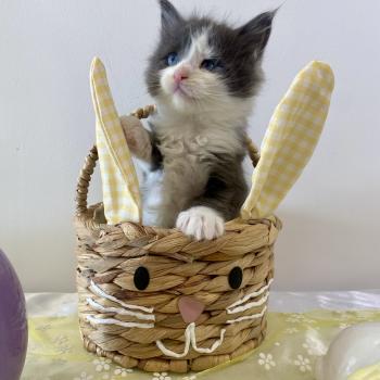 chaton Maine coon blue bicolor BRAINROT Chatterie des 7'N Rock