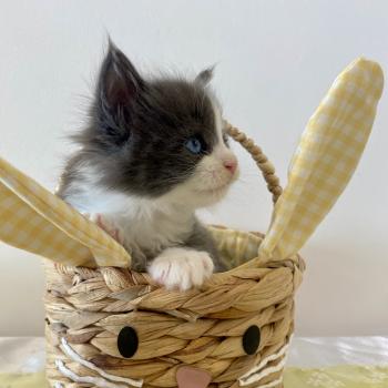 chaton Maine coon blue bicolor BRAINROT Chatterie des 7'N Rock