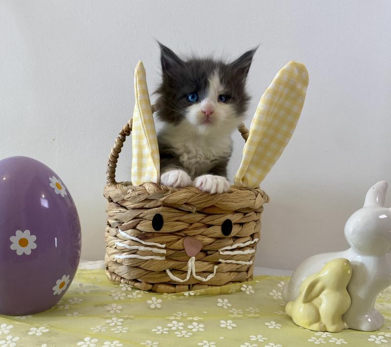Valeska Femelle Maine coon