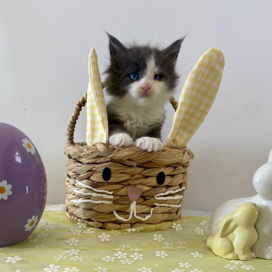 Valeska Femelle Maine coon