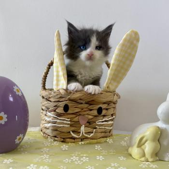 chaton Maine coon blue bicolor BRAINROT Chatterie des 7'N Rock