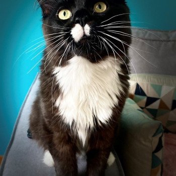 chat Maine coon U'CARTOON CAT DES 7'N ROCK Chatterie des 7'N Rock