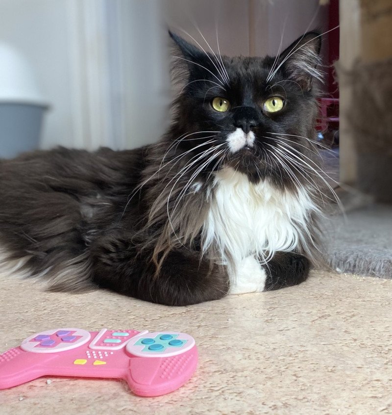 U'CARTOON CAT Mâle Maine coon