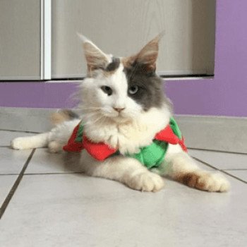 chat Maine coon blue tortie & blanc arlequin Ultime ondée Chatterie des 7'N Rock