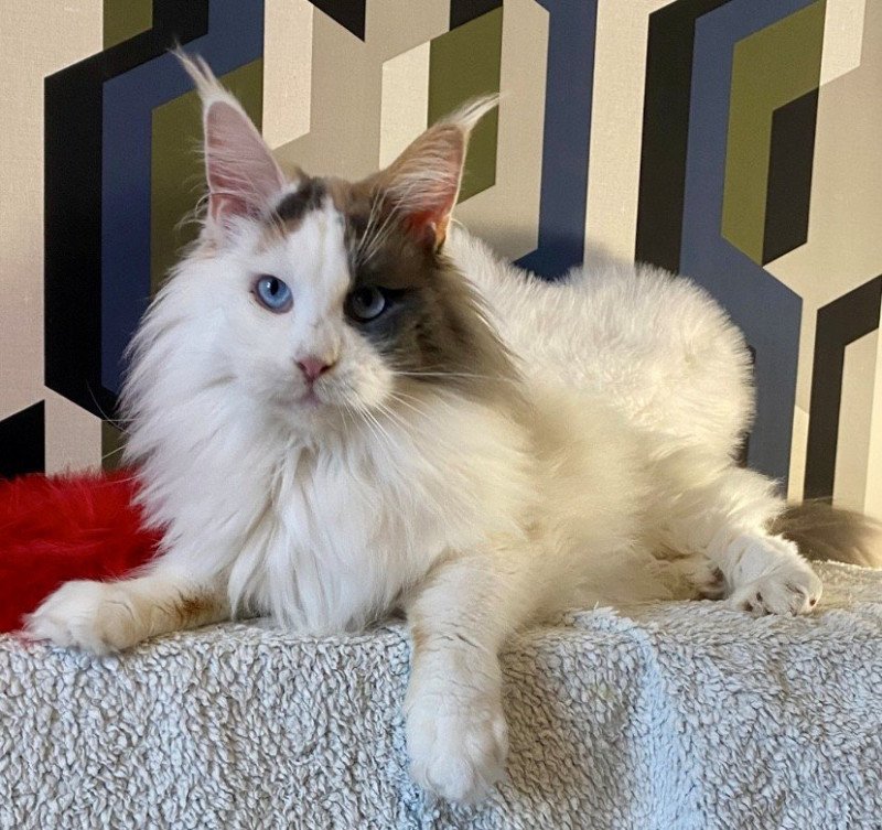 Ultime ondee Femelle Maine coon