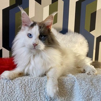 chat Maine coon blue tortie & blanc arlequin Ultime ondée Chatterie des 7'N Rock