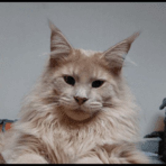 URBAN DES GRIFFES D'OPALE Mâle Maine coon