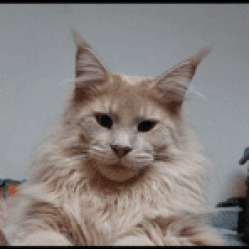 URBAN DES GRIFFES D'OPALE Mâle Maine coon