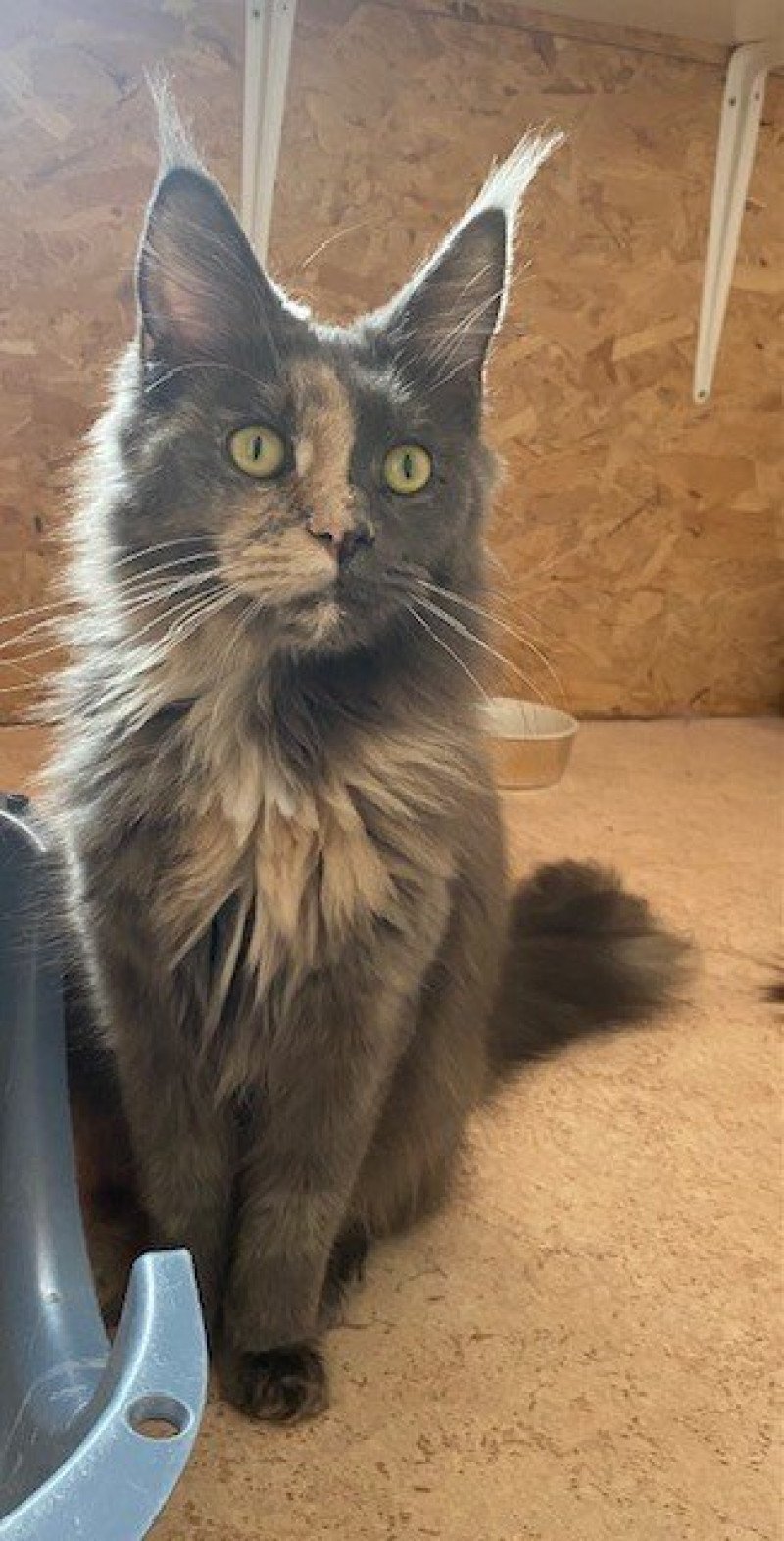 Wakina Femelle Maine coon