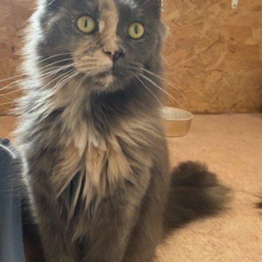 Wakina Femelle Maine coon