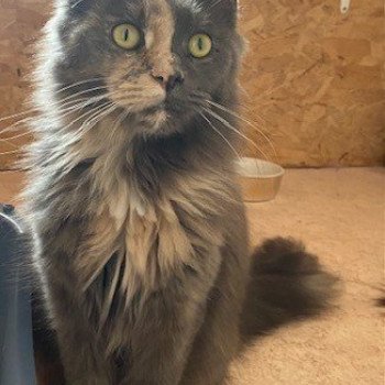 chat Maine coon blue tortie Wakina Chatterie des 7'N Rock