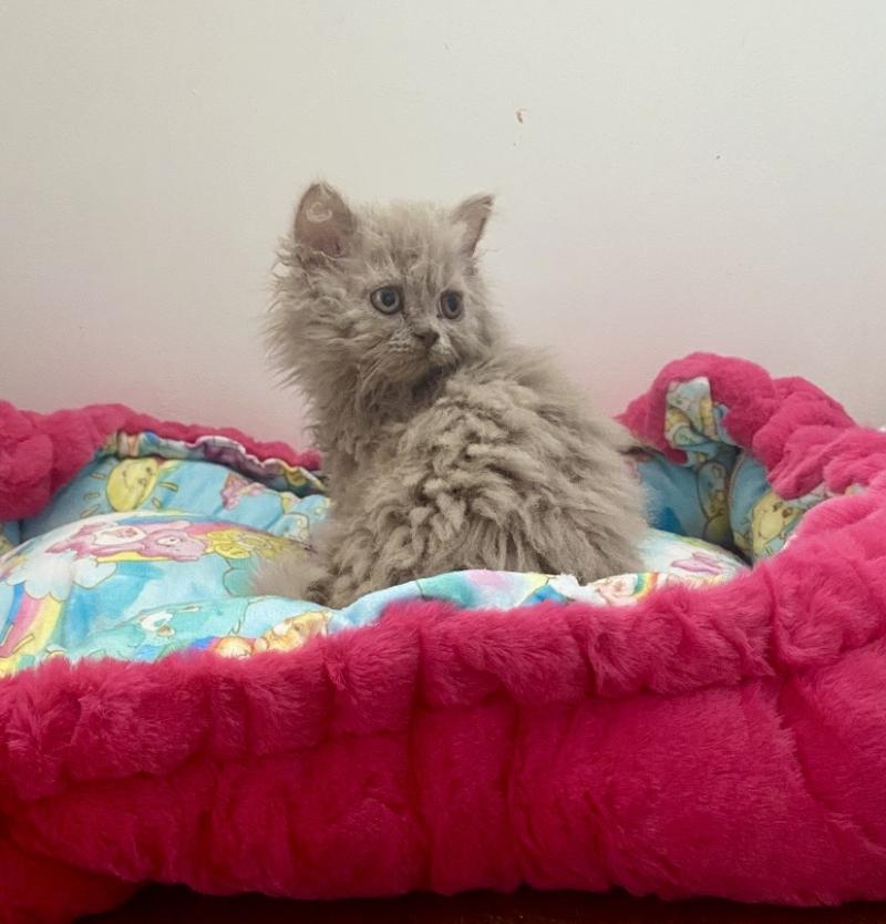 Blush Femelle Selkirk Rex Longhair