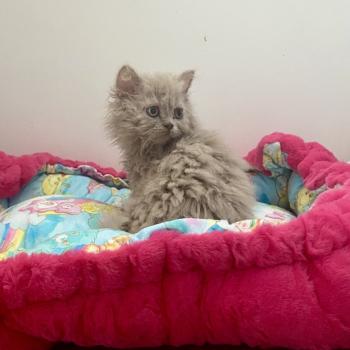 chaton Selkirk Rex Longhair Blush Chatterie des 7'N Rock