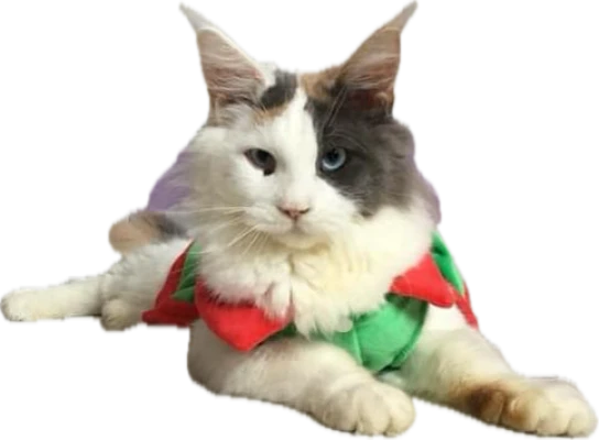 Chatterie des 7'N Rock